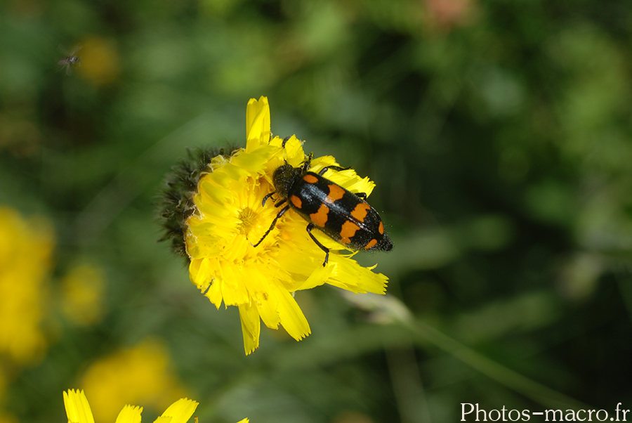 Hycleus polymorphus